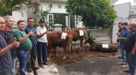 QURBAN : Ketua KAMABA Zulmauli Bahri, SE., MM (berkacamata) sesaat sebelum penyembelihan 3 ekor sapi qurban di Wisma Mahasiswa Aceh Jalan Blimbing Cihapit Bandung, Sabtu 7 Juni 2025. PJ/Dok