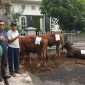QURBAN : Ketua KAMABA Zulmauli Bahri, SE., MM (berkacamata) sesaat sebelum penyembelihan 3 ekor sapi qurban di Wisma Mahasiswa Aceh Jalan Blimbing Cihapit Bandung, Sabtu 7 Juni 2025. PJ/Dok