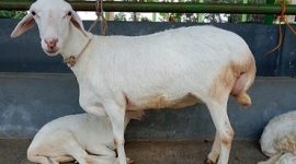 Markup : Diduga terjadi mark up harga domba di Desa Kandangmekar, Majalengka. Foto ilustrasi. net