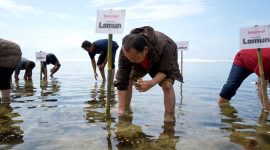 Telkomsel bersama Kitabisa menanam 3000 bibit Seagrass/Lamun serta pembangunan Rumah Kultivasi di Pantai Karapyak Pangandaran. PJ/Dok