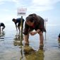 Telkomsel bersama Kitabisa menanam 3000 bibit Seagrass/Lamun serta pembangunan Rumah Kultivasi di Pantai Karapyak Pangandaran. PJ/Dok