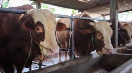 DSP Farm Jadi Langganan Sapi Presiden RI selama 6 tahun berturut turut. PJ/Dok