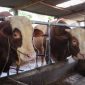 DSP Farm Jadi Langganan Sapi Presiden RI selama 6 tahun berturut turut. PJ/Dok