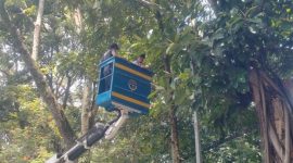DPKP Kota Bandung mengingatkan periode April-Mei terbanyak pohon tumbang. PJ/Dok