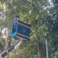 DPKP Kota Bandung mengingatkan periode April-Mei terbanyak pohon tumbang. PJ/Dok