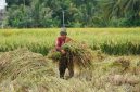 Bulog Jabar berhasil melaupaui target setara beras tahun 2026 dengan realisasi mencapai 694.947 ton atau 100,07 persen dari target sebesar 694.432 ton. PJ/Dok