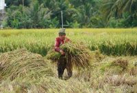 Bulog Jabar berhasil melaupaui target setara beras tahun 2026 dengan realisasi mencapai 694.947 ton atau 100,07 persen dari target sebesar 694.432 ton. PJ/Dok