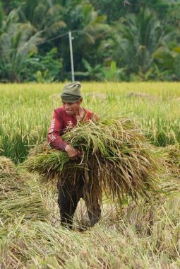 Bulog Jabar Lampaui Target Setara Beras, Realisasi Capai 694.947 Ton