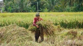 Bulog Jabar berhasil melaupaui target setara beras tahun 2026 dengan realisasi mencapai 694.947 ton atau 100,07 persen dari target sebesar 694.432 ton. PJ/Dok