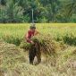 Bulog Jabar berhasil melaupaui target setara beras tahun 2026 dengan realisasi mencapai 694.947 ton atau 100,07 persen dari target sebesar 694.432 ton. PJ/Dok